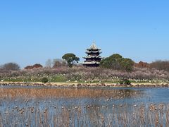 -上海海湾国家森林公园