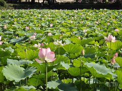 -荔湾湖公园