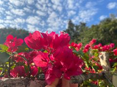 -西双版纳原始森林公园