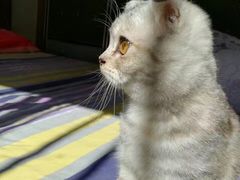 -Bastet sally猫舍购宠(静安店)
