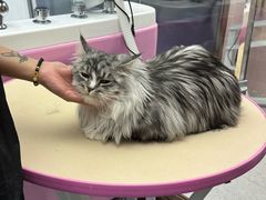 -FAELING PETS美天灵宠物(富力广场店)