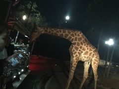 -清迈夜间动物园