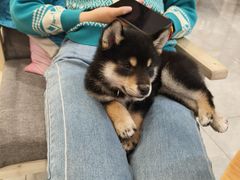 -柴犬小屋·柴餐厅·狗咖食堂(金鼎广场店)