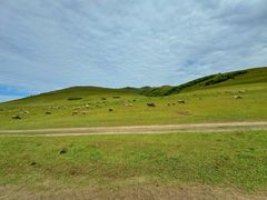 -塞罕坝国家级自然保护区