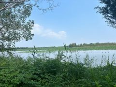 -泗洪洪泽湖湿地景区