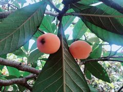 -塘栖枇杷特色园区