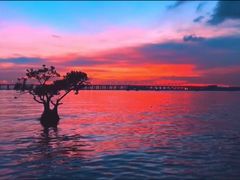 -宝安西湾红树林湿地公园