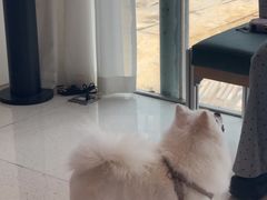 -帕帕拉兹宠物(亚洲旗舰店)