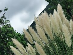 -泗洪洪泽湖湿地景区