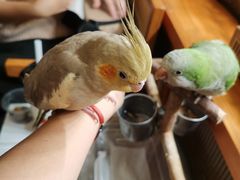 -吉丁鸟咖·异宠·寄养