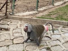 -哈尔滨北方森林动物园