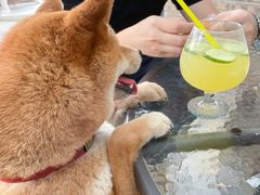 -柴犬高等学院·狗咖·柴犬售卖·宠物训练