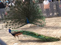 -长白岛森林公园