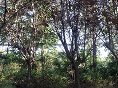 -白鹭湾湿地公园