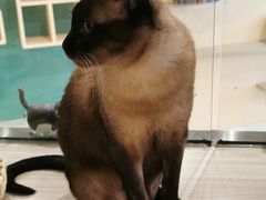 -飞行喵MR PILOT|猫舍·猫咖(静安大融城店)