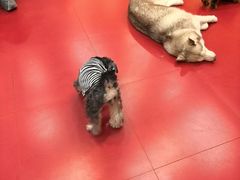 -和它·交个朋友·狗咖猫咖(爱琴海店)