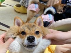 -逗柴咖啡屋·狗咖猫咖宠物桌游