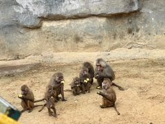 -杭州野生动物世界