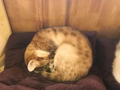-猫色咖啡·猫咖