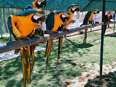 -西霞口神雕山野生动物世界