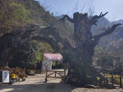 -龙湾潭国家森林公园