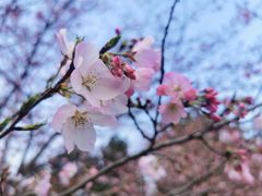 -上海植物园-4号门售票处