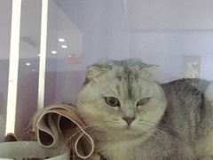 -喵的天空名猫咖啡馆·撸猫·猫舍·用品