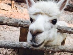 -清迈夜间动物园