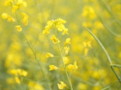 -光明小镇欢乐田园