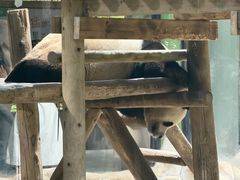 -栾川竹海野生动物园