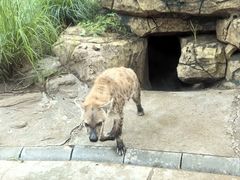 -北京野生动物园