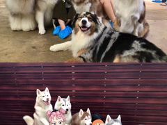 -TrueLove @ Neverland (Husky Cafe)