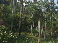 -呀诺达热带雨林