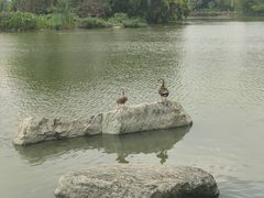 -海珠湖公园