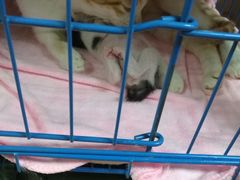 -瑞鹏宠物医院·骨科·猫科·内科(第一中心)