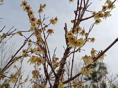 -朗悦公园茂