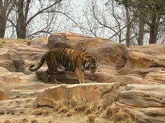 -北京野生动物园