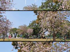 -洲头咀公园