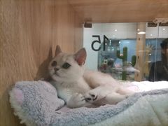 -BABIT巴比特宠物(MOMOPARK店)