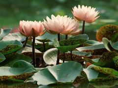 -国家植物园南园