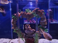 -太平洋海底世界