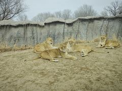 -北京野生动物园
