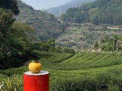-杨家堂村