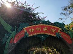 -瑞丽独树成林风景区