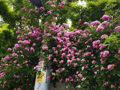 -百花洲