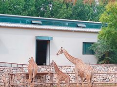 -北京野生动物园