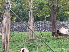 -都江堰中华大熊猫苑