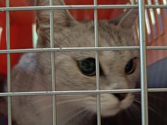 -瑞派福兴宠物医院犬猫全科·骨科·中西医结合(河东店)