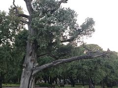 -北京市劳动人民文化宫(太庙)
