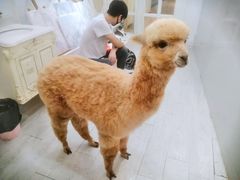 -共舞时光猫咖·狗咖(新街口店)